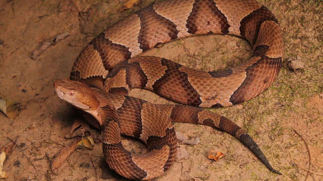 7 Snakes with the Best Camouflage in the Wild That Will Surprise You
