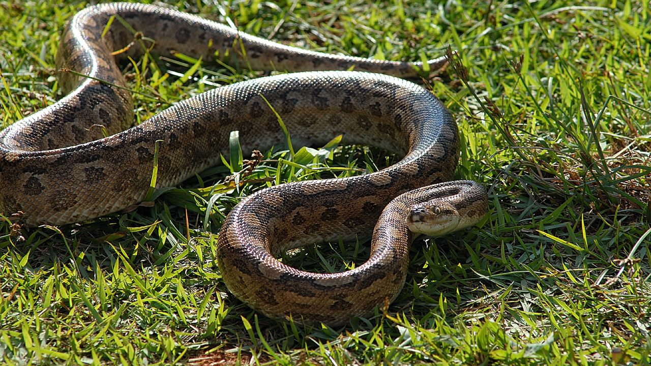 7 Snakes with the Most Interesting Habitats
