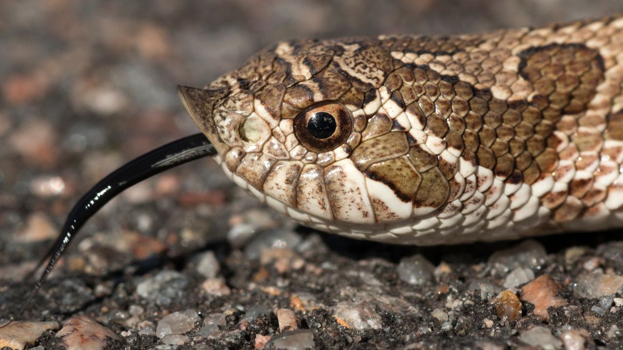 7 Snakes with the Most Unique Feeding Techniques