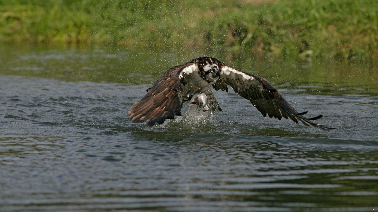 9 Birds That Are Great at Hunting and Foraging