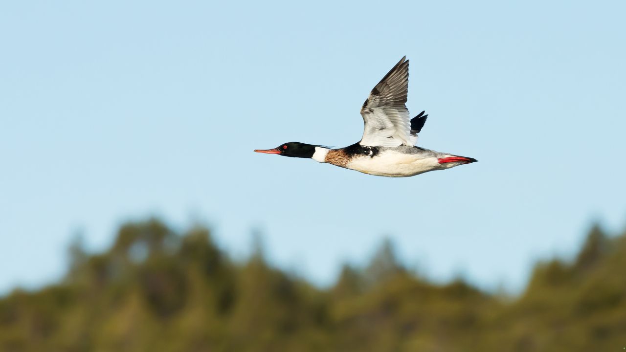 9 Birds That Are Known for Their Speed