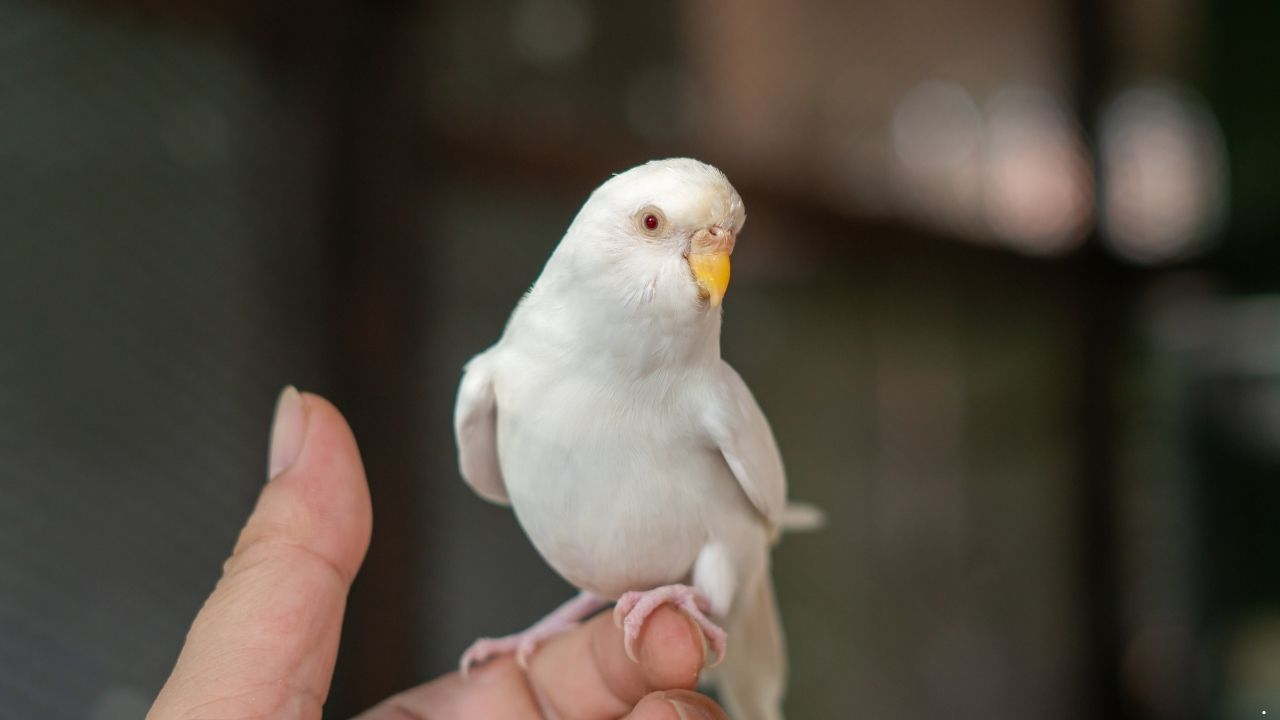 9 Birds That Can Imitate Human Speech