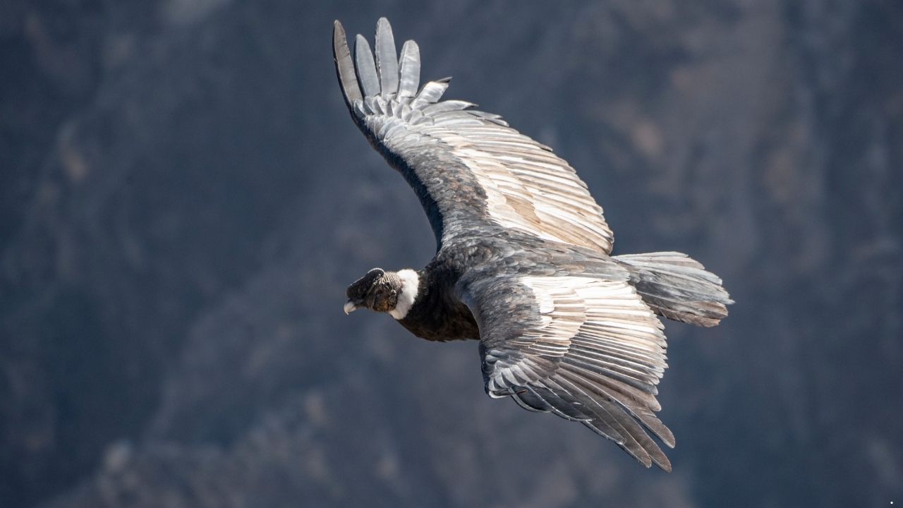 9 Birds That Can Live for Decades in the Wild