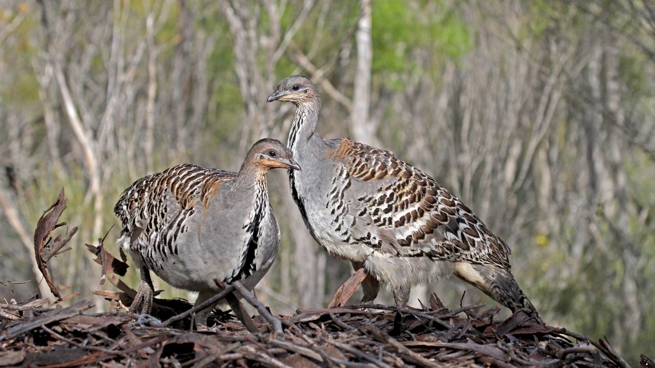 9 Birds That Make the Most Complex Nests
