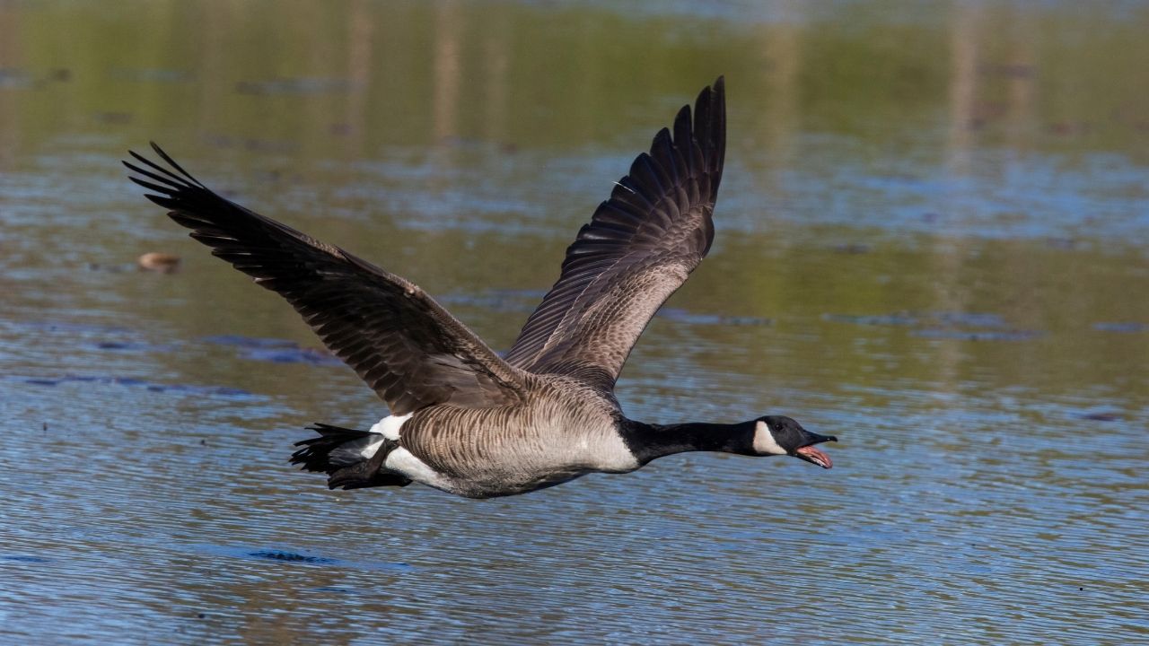 9 Birds with Amazing Migrations