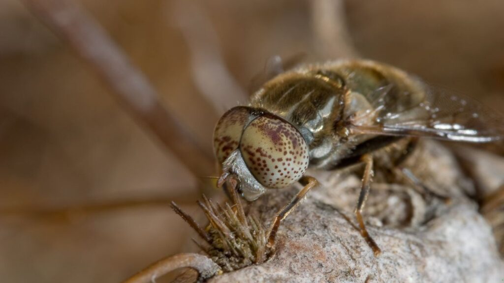 African Cicadas