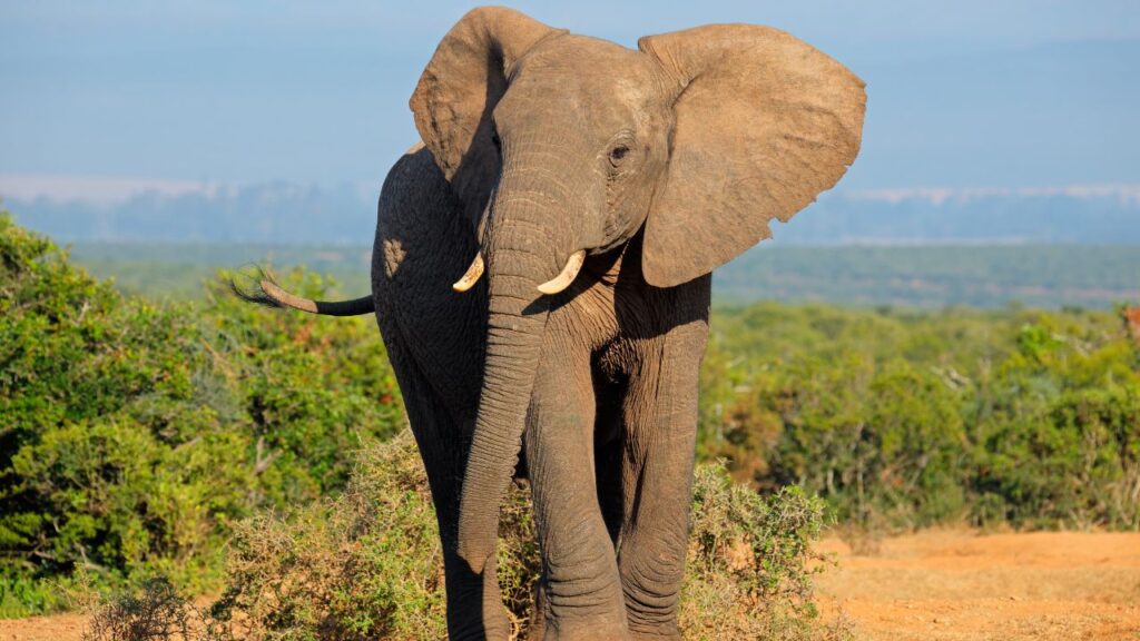African Elephants