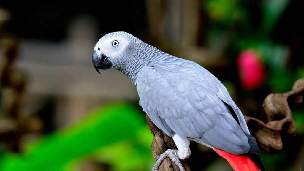 African Grey Parrot