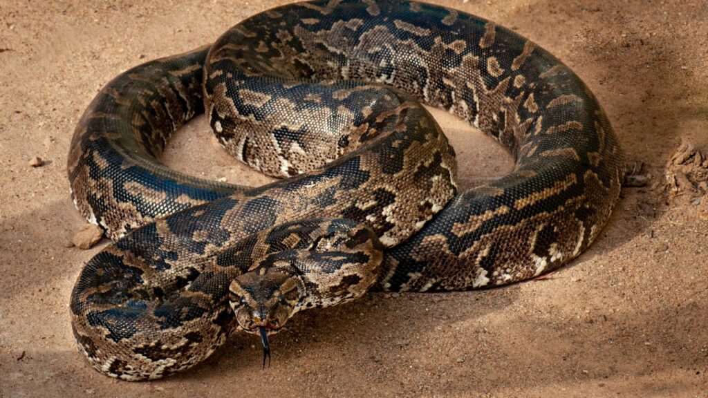 African Rock Python