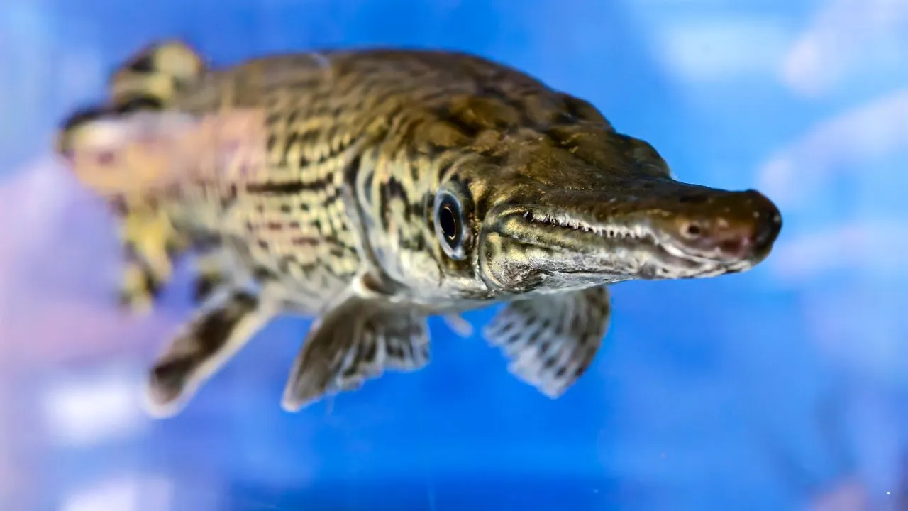Alligator Gar