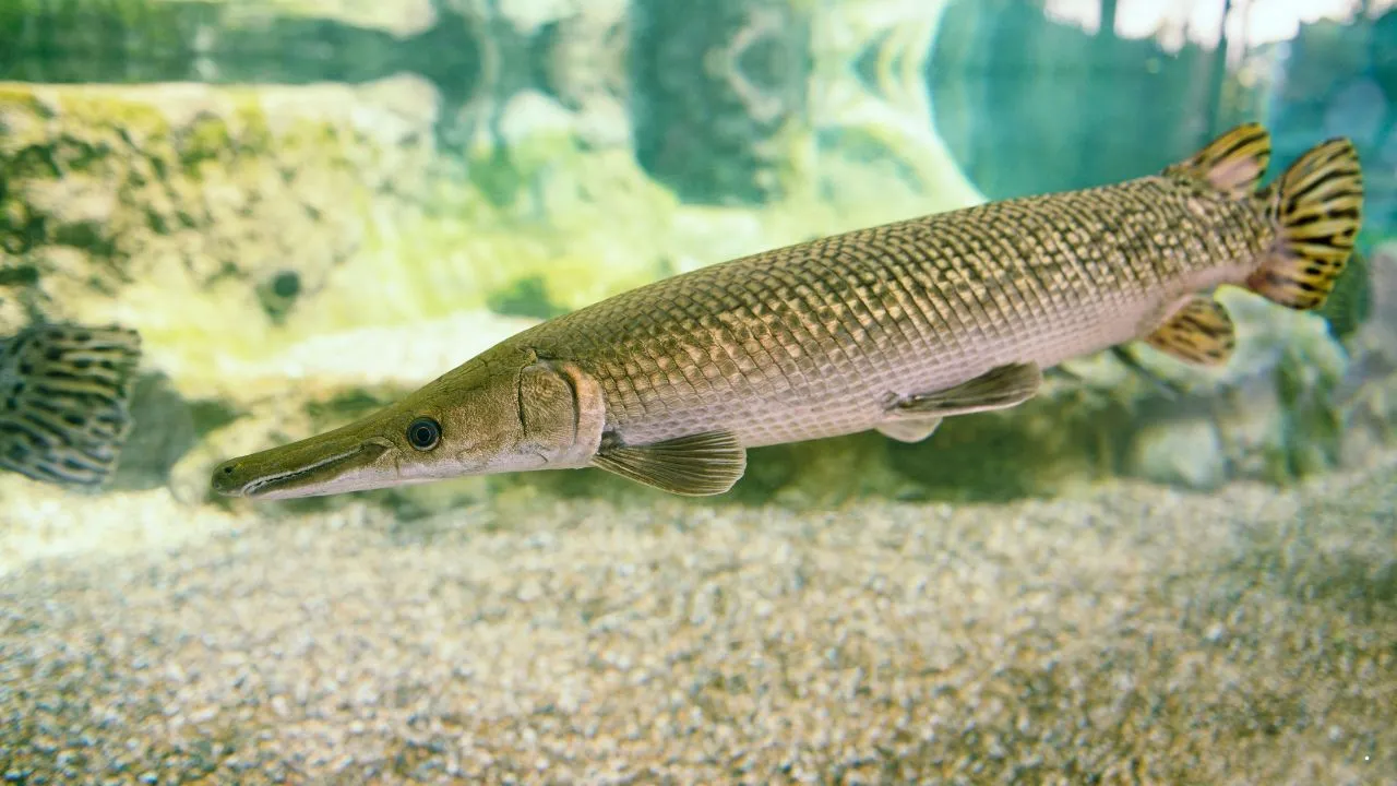 Alligator Gar