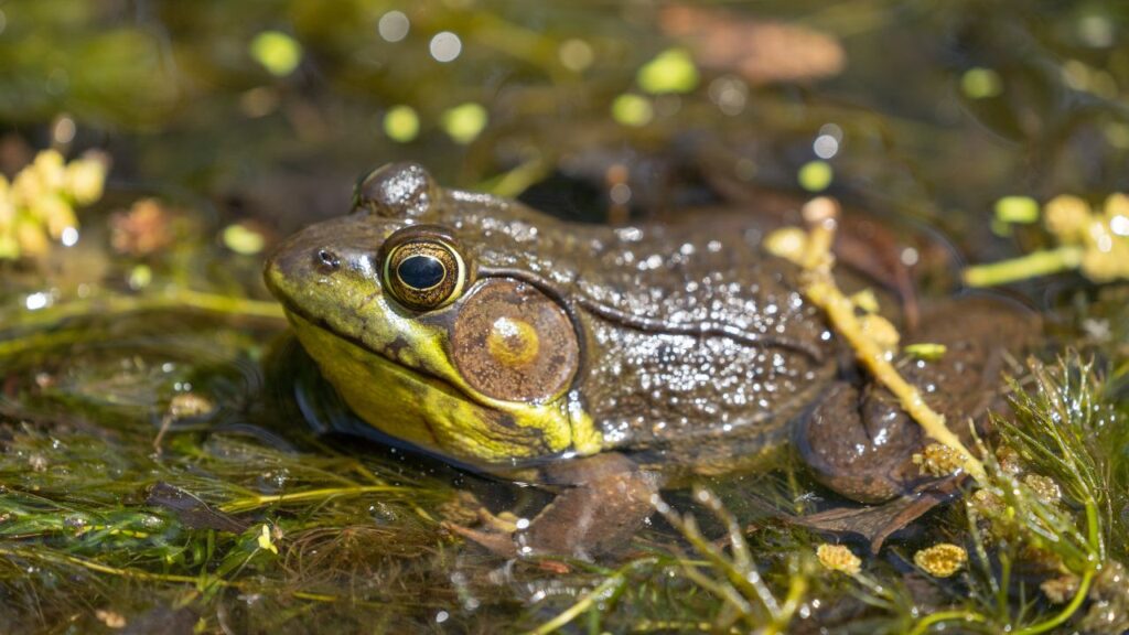 American Bullfrog