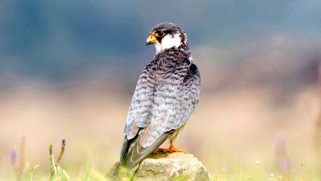 Amur Falcon