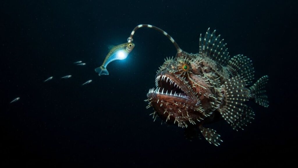 Anglerfish