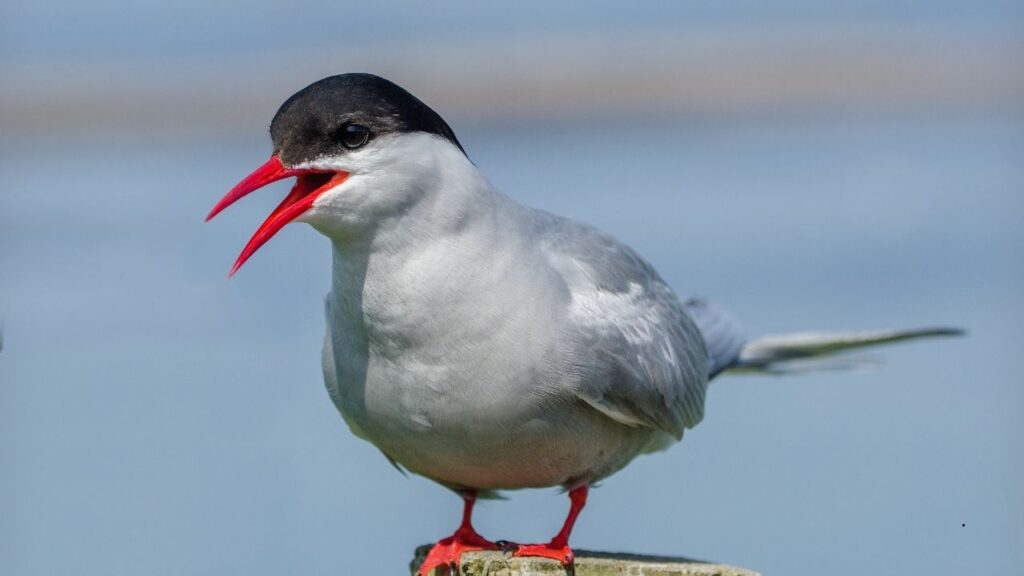 Arctic Tern