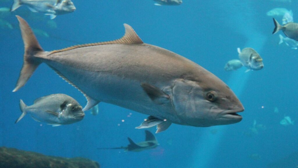 Atlantic Bluefin Tuna