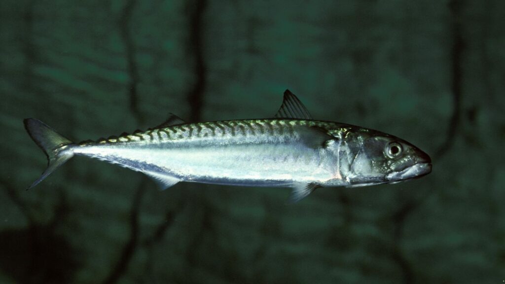 Atlantic Mackerel