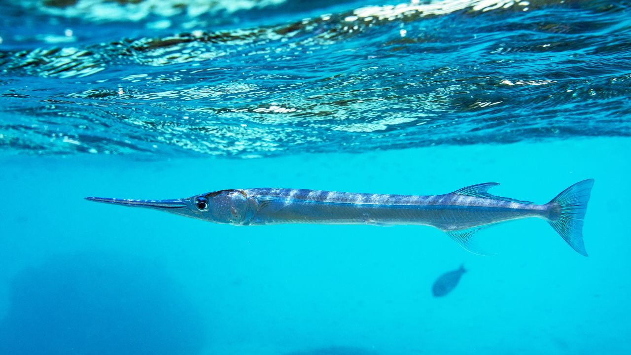 Atlantic Needlefish