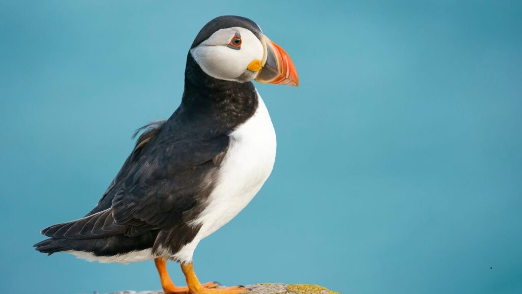 Atlantic Puffin