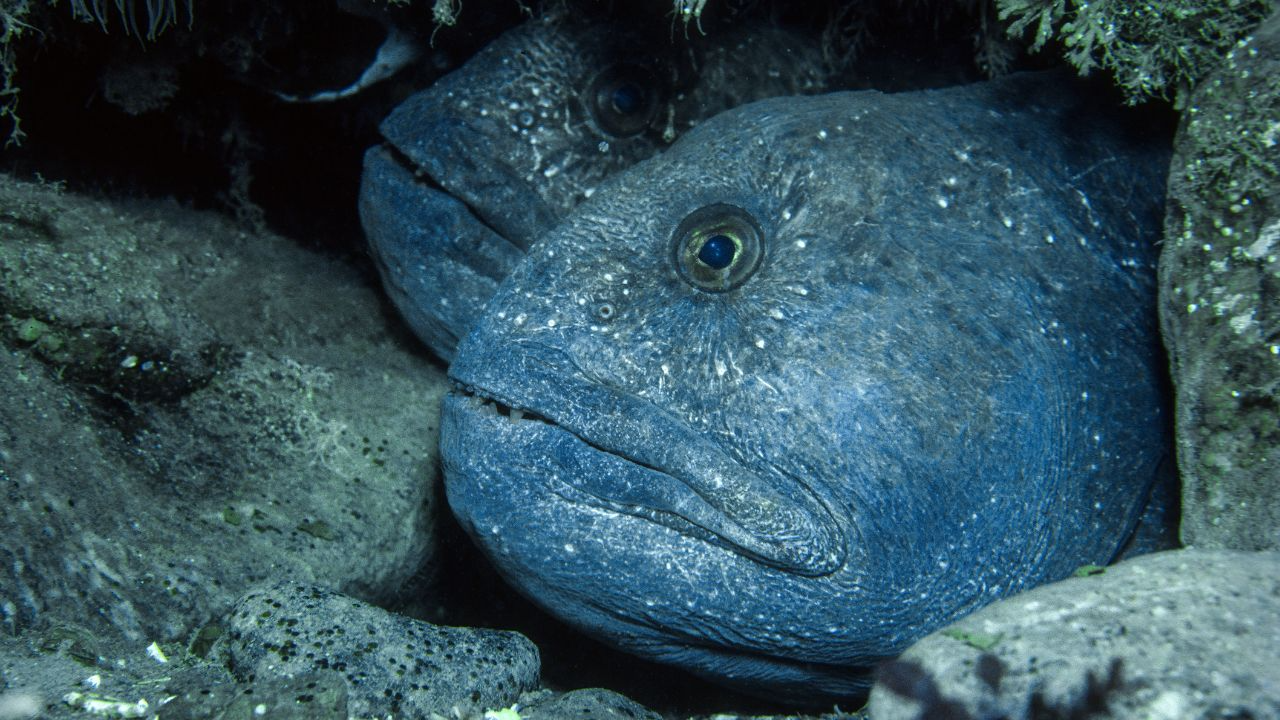 Atlantic Wolffish