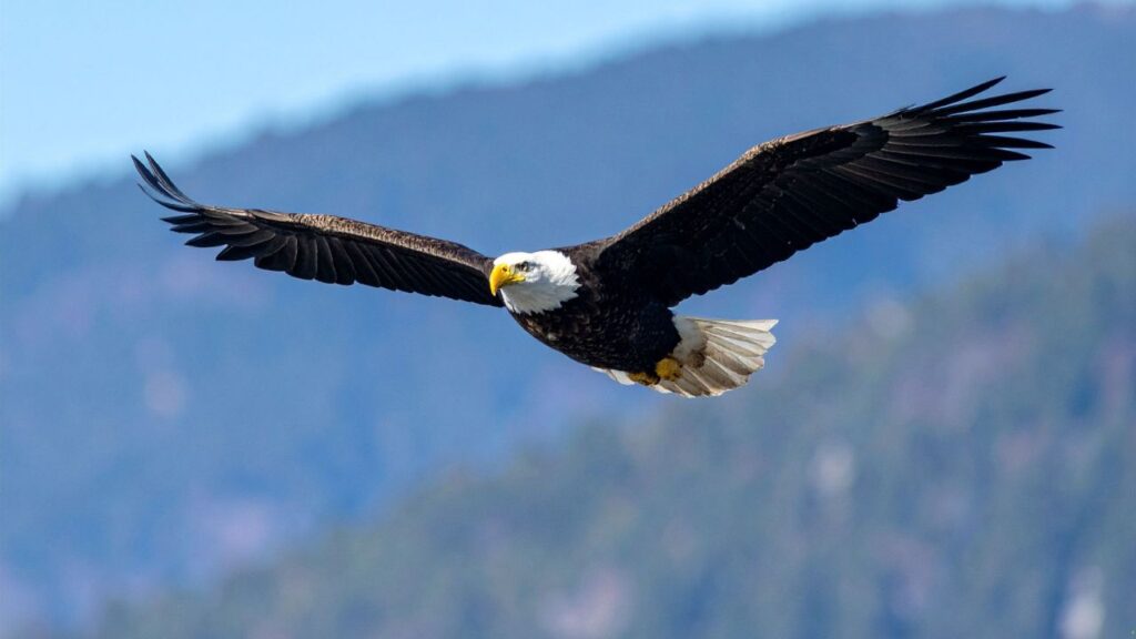 Bald Eagle