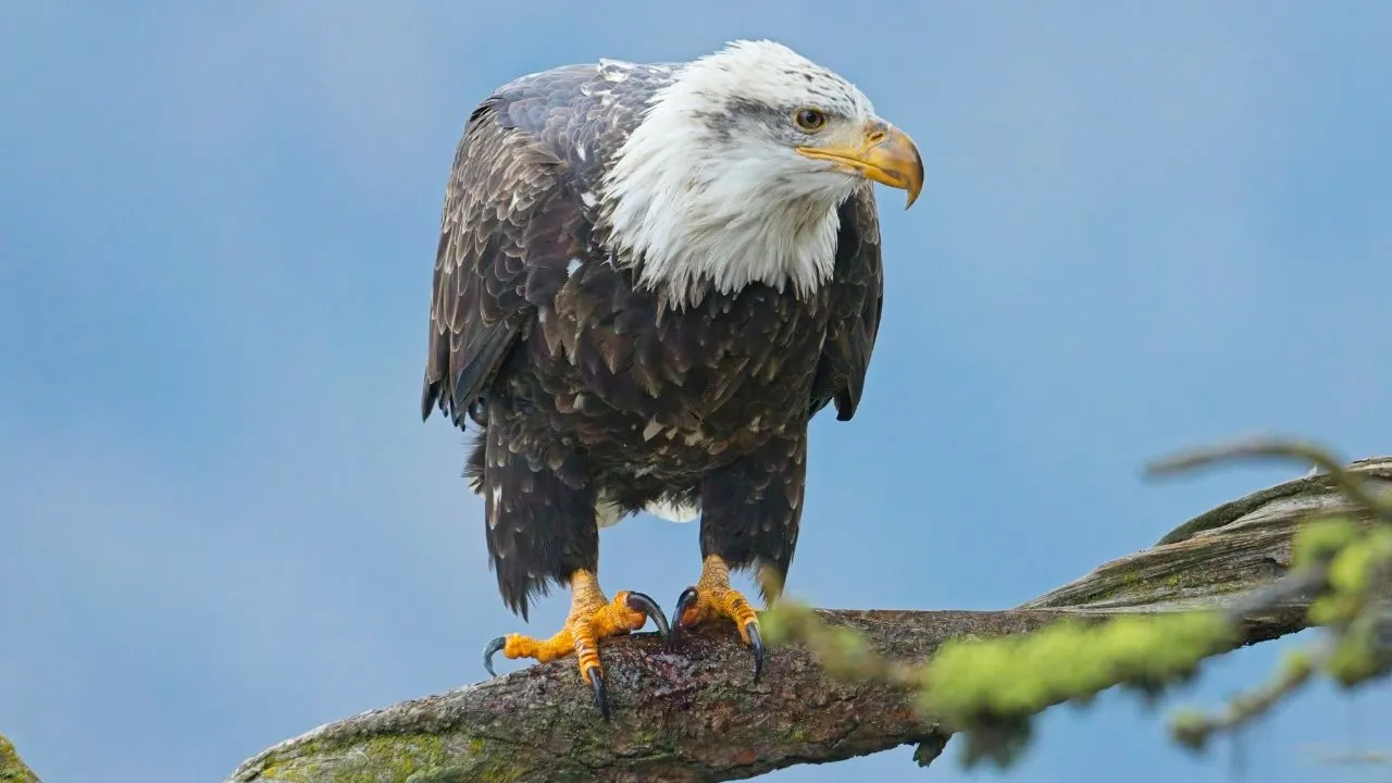 Bald Eagle