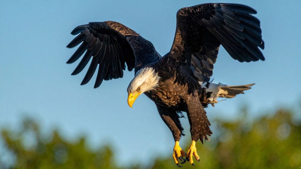 Bald Eagle