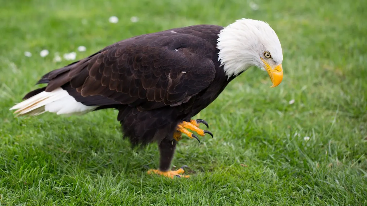 Bald Eagle