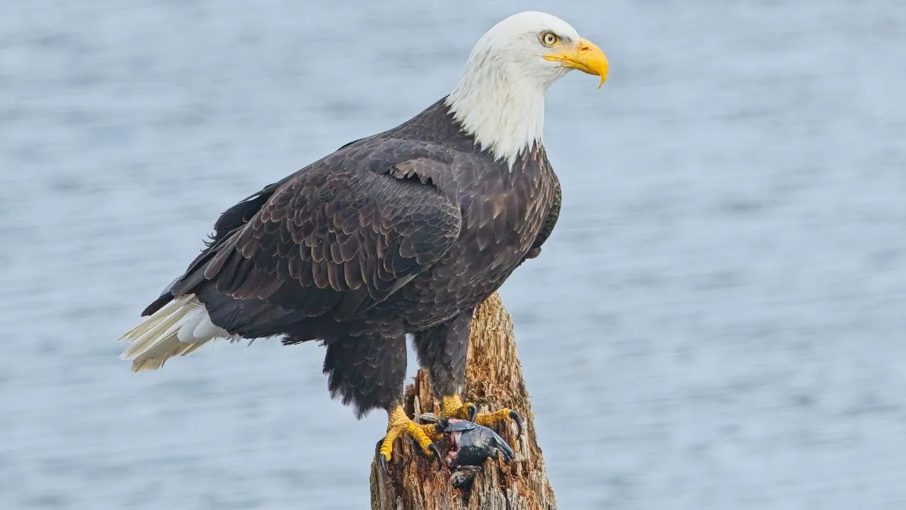 Bald Eagle