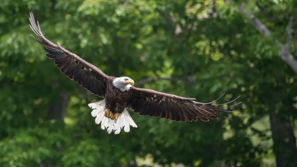 Bald Eagle