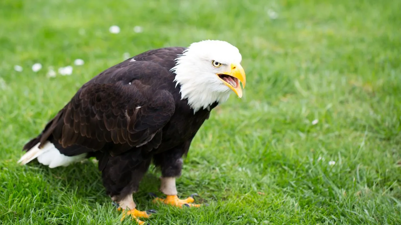 Bald Eagle