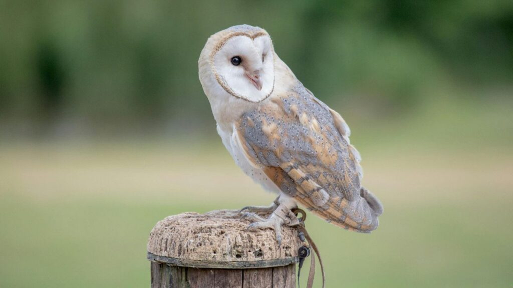 Barn Owl