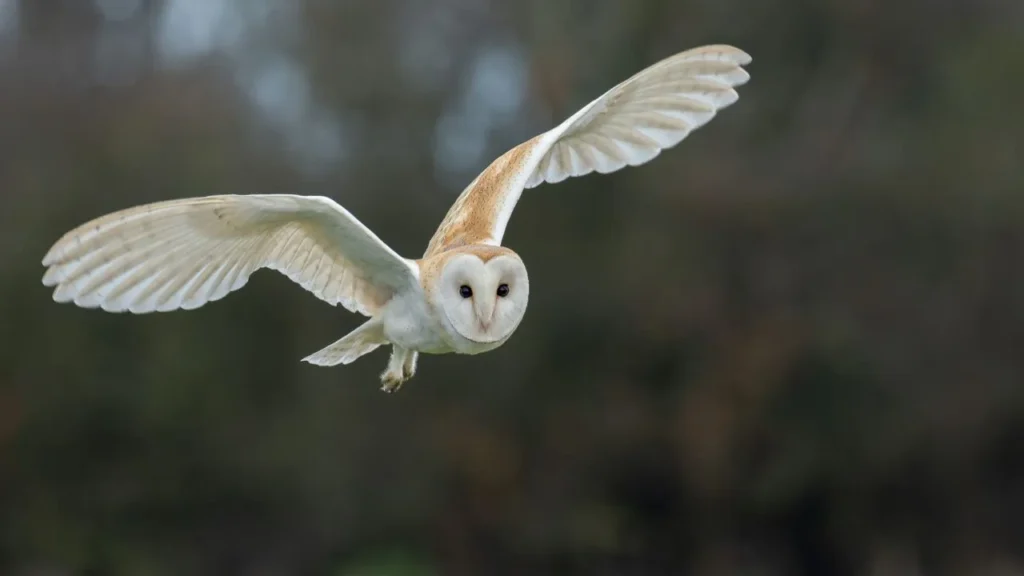 Barn Owl