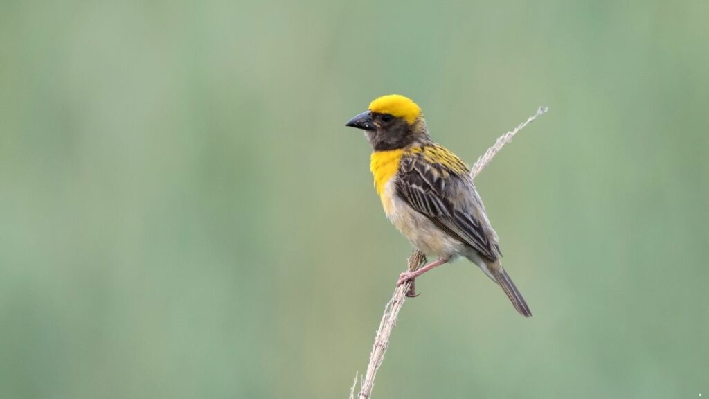 Baya Weaver