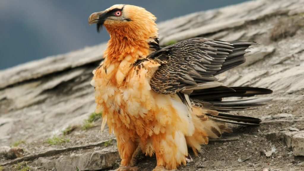 Bearded Vulture