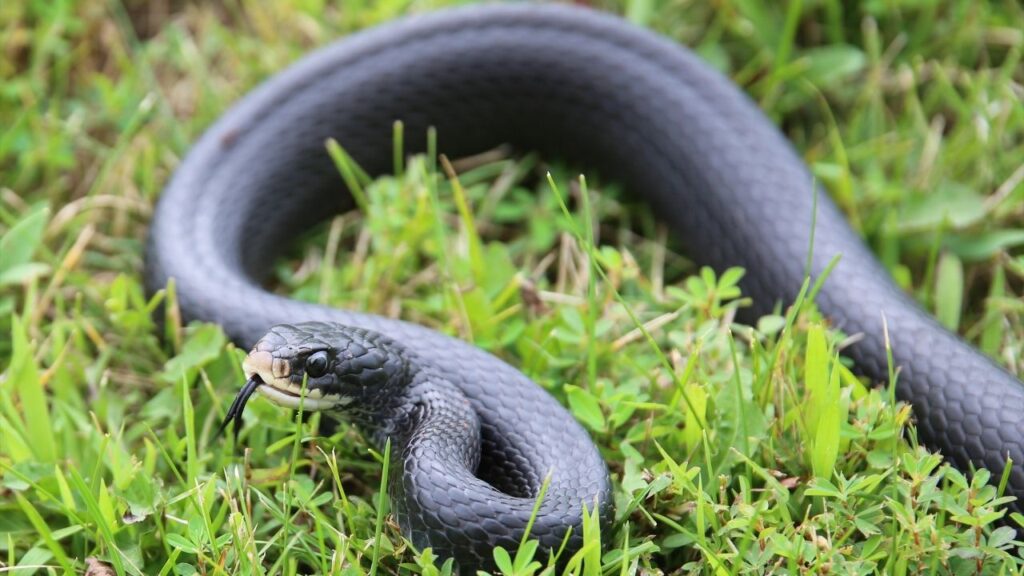 Black Racer
