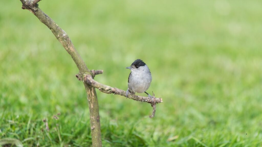 Blackcap