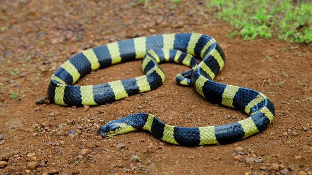 Blue Krait