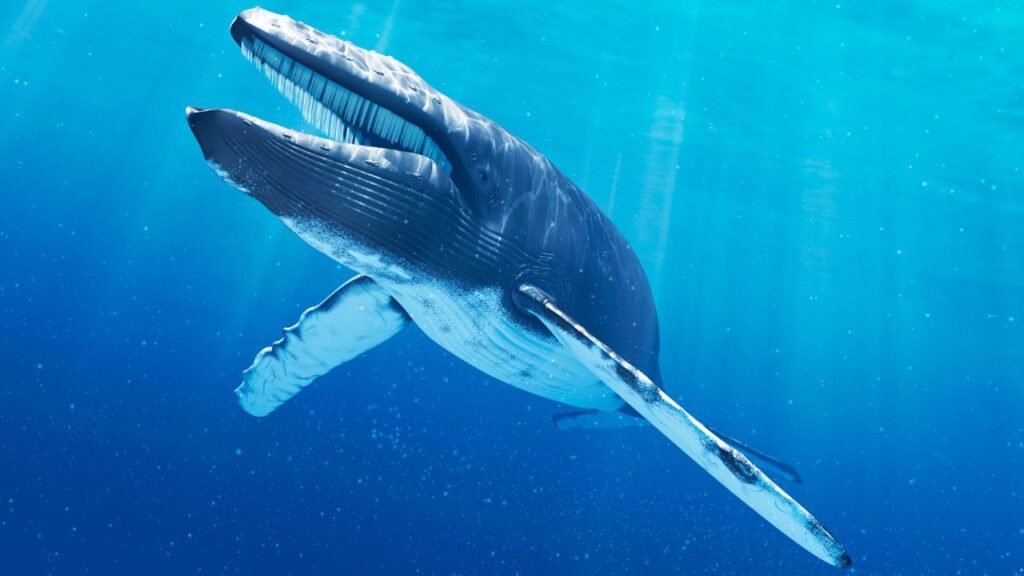 Blue Whale