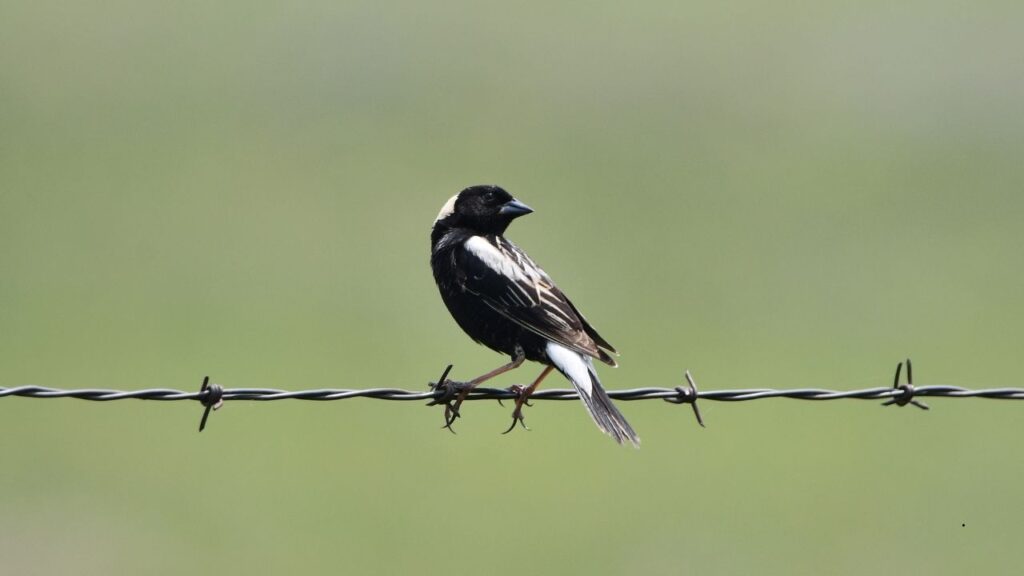 Bobolink