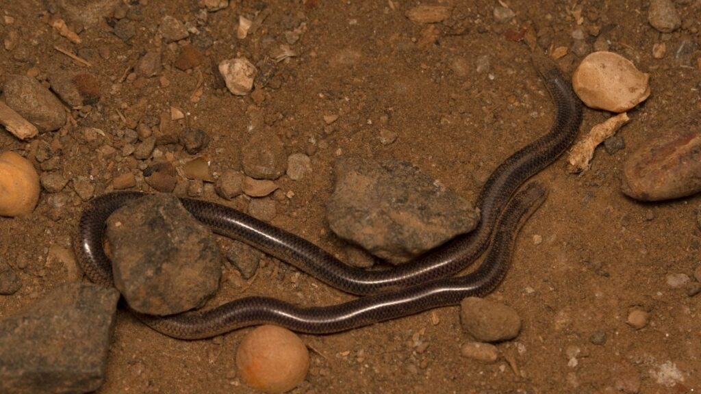 Brahminy Blind Snake
