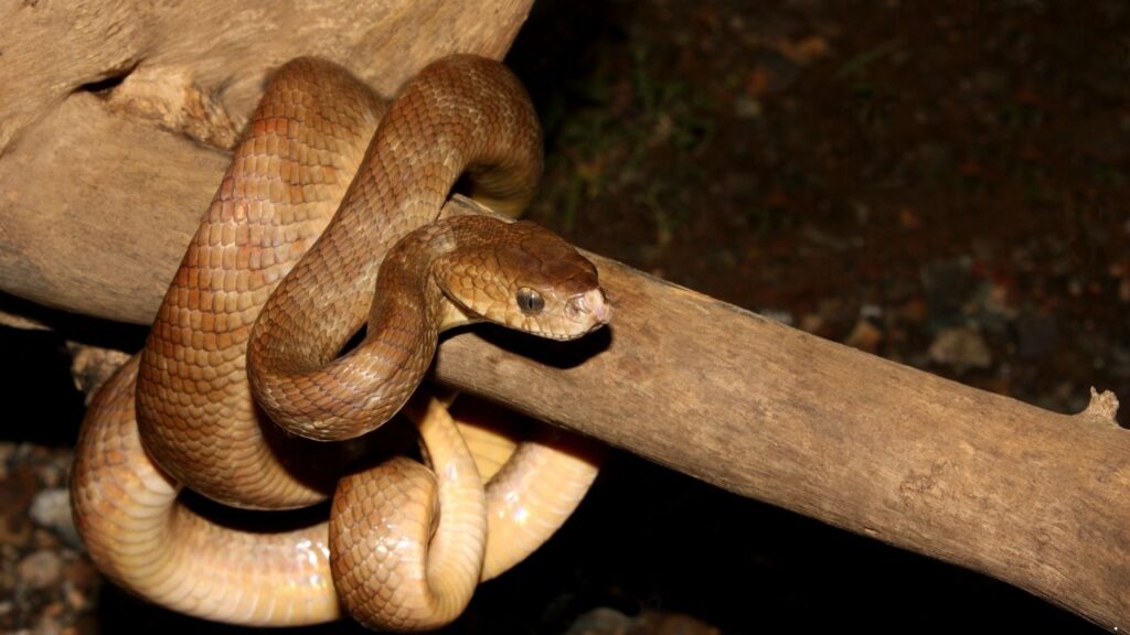 Brown Tree Snake
