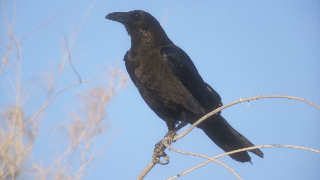 Brown-necked Raven