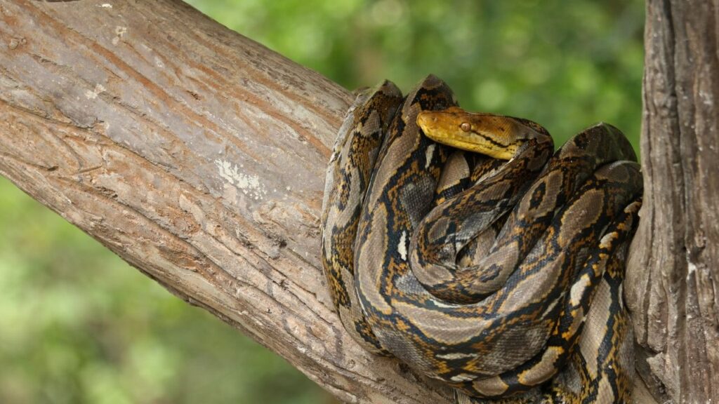 Burmese Python