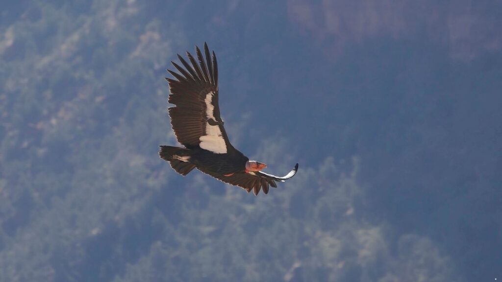 California Condor