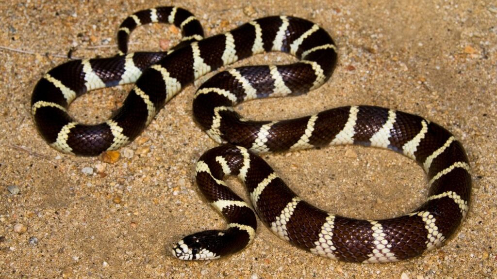 California Kingsnake