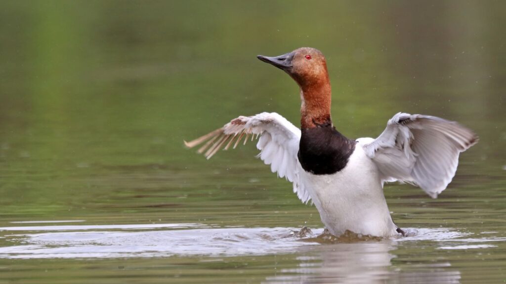Canvasback Duck