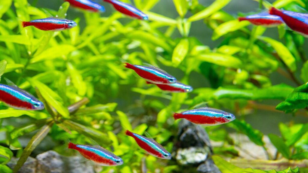 Cardinal Tetra