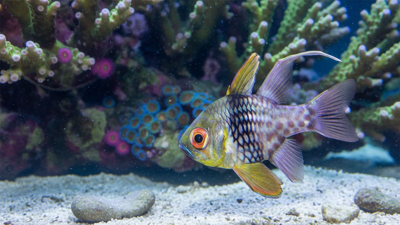 Pajama Cardinalfish