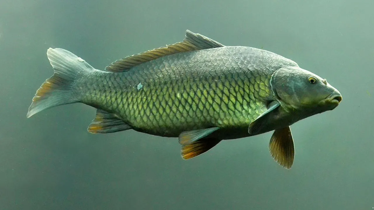 Common Carp
